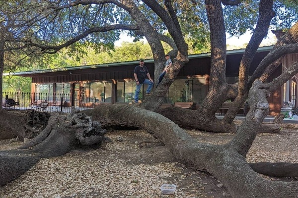 Massive 'split' oak tree at Rec Center