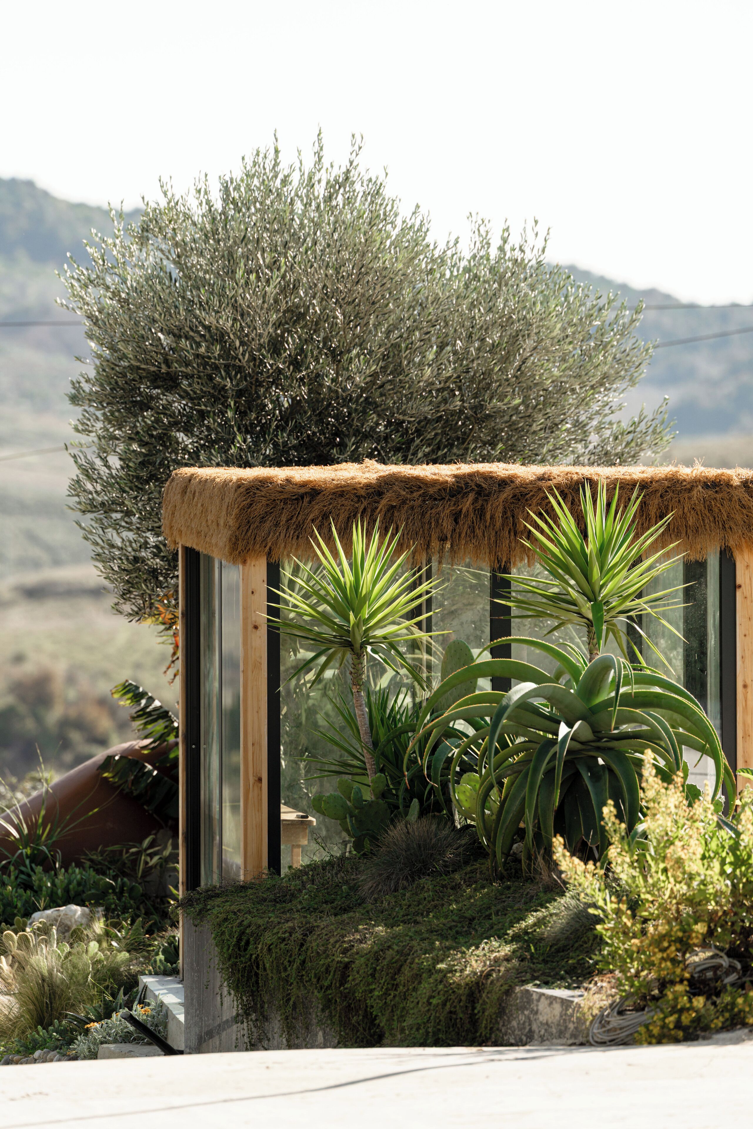 A glass-enclosed structure with a thatched roof, surrounded by various plants and a mountainous backdrop.