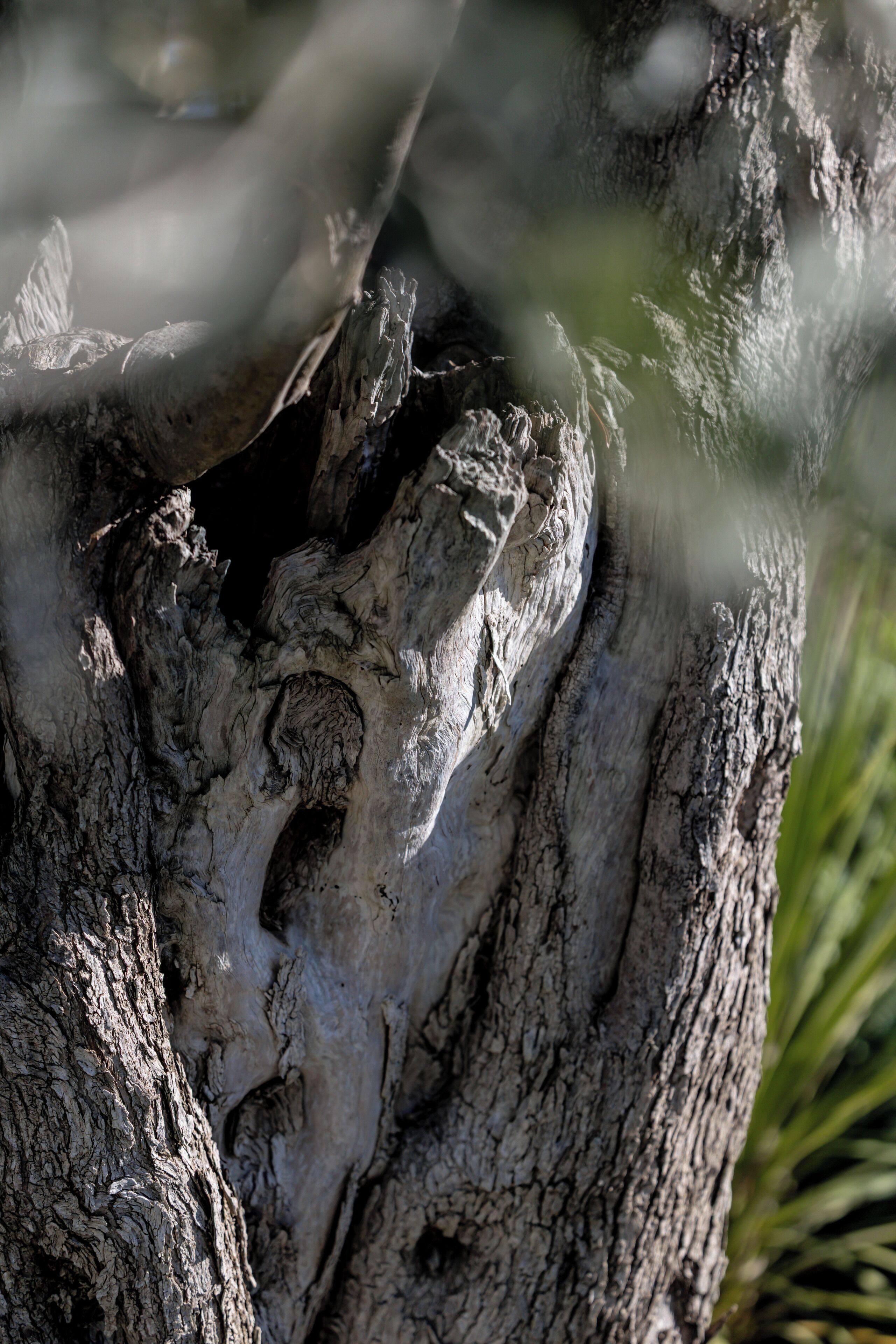 A close-up of a tree trunk with rough, textured bark.