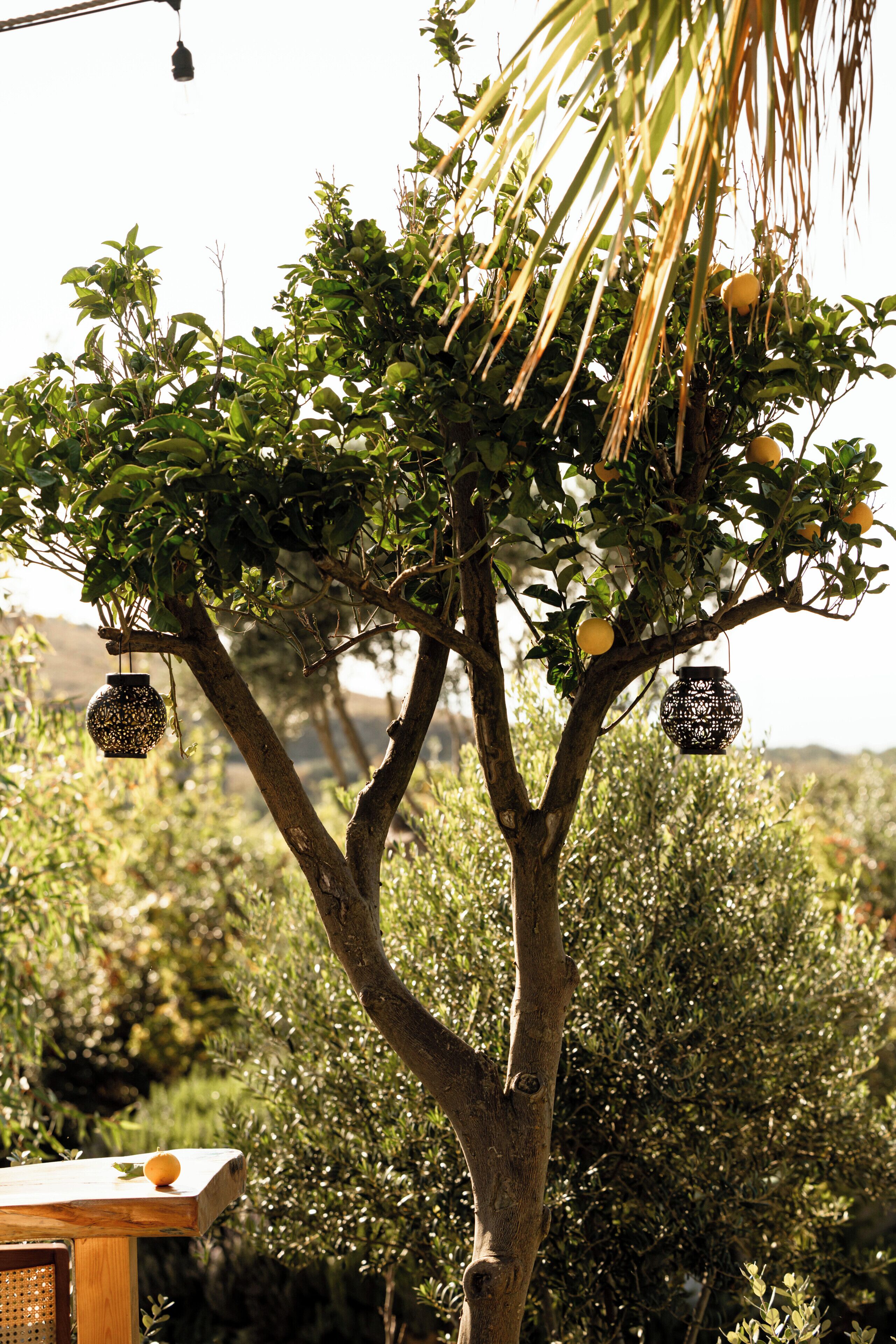 Un árbol con faroles colgantes y una mesa de madera con fruta.