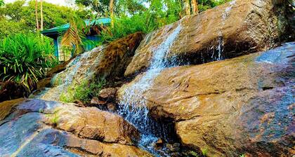 The Secret Garden at Mist of Sinharaja