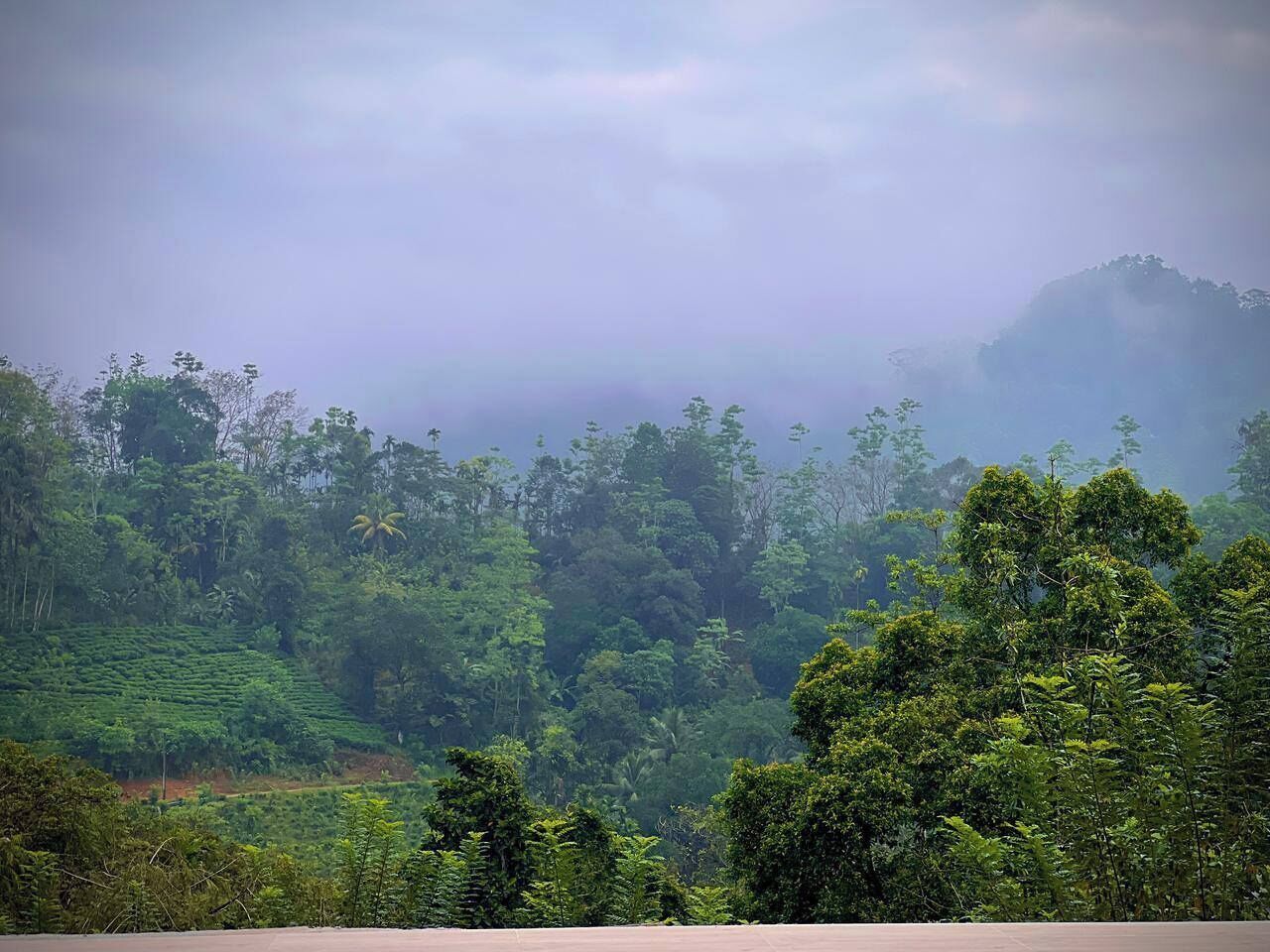 Un paisaje exuberante y verde con vegetación densa y una atmósfera brumosa.