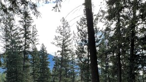 A forested area with a gravel path, a grassy area, and a wooden cabin. - Wolf Cabin at Glacier Hidden Cabins (Columbia Falls)