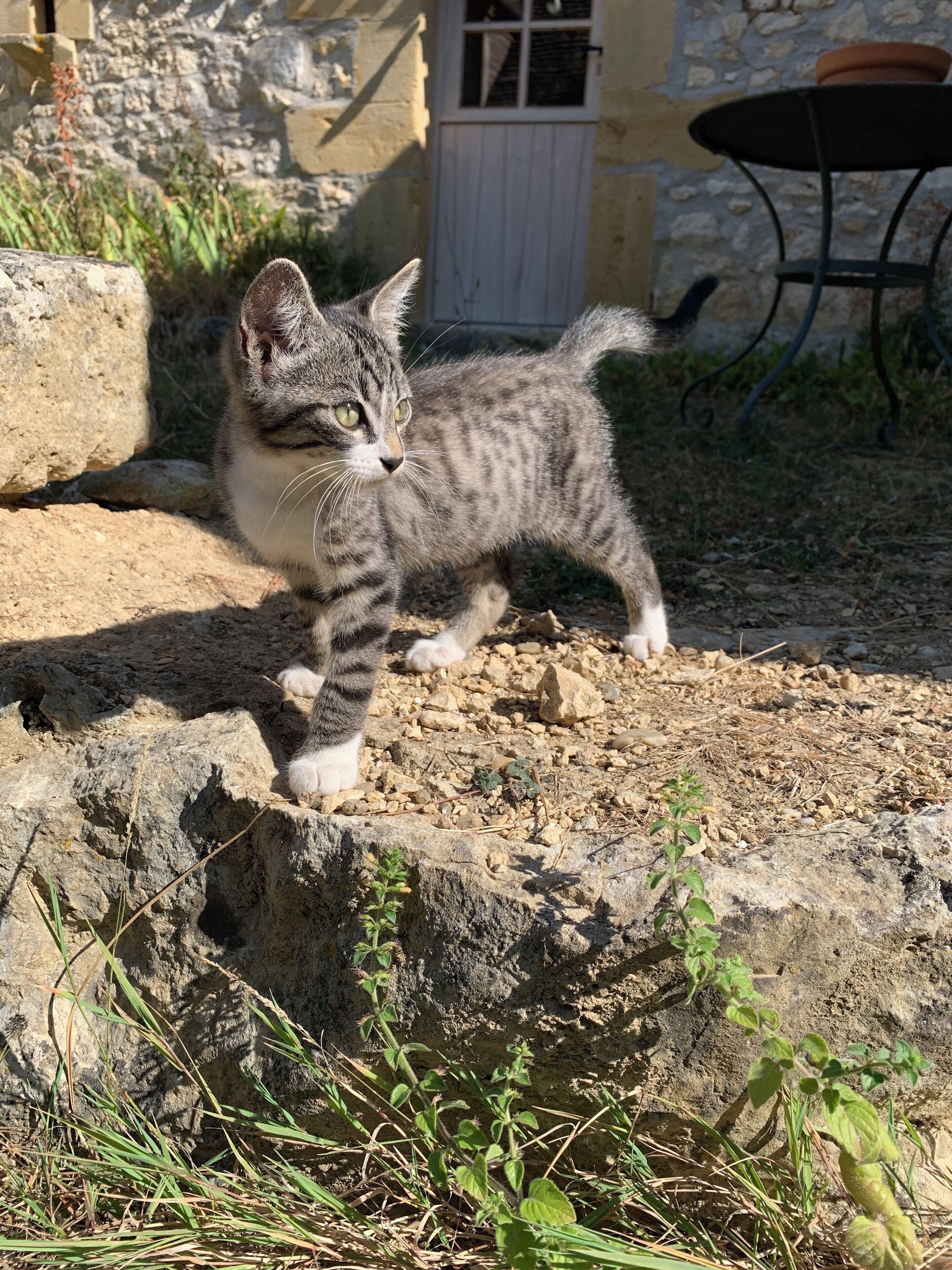 Un chaton marchant sur une surface rocheuse, avec un mur de pierres et une porte en arrière-plan.