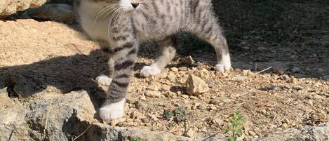 Un chaton marchant sur une surface rocheuse, avec un mur de pierres et une porte en arrière-plan.