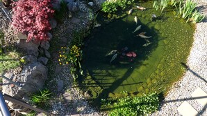 Um lago com peixes, rodeado por pedras e plantas.