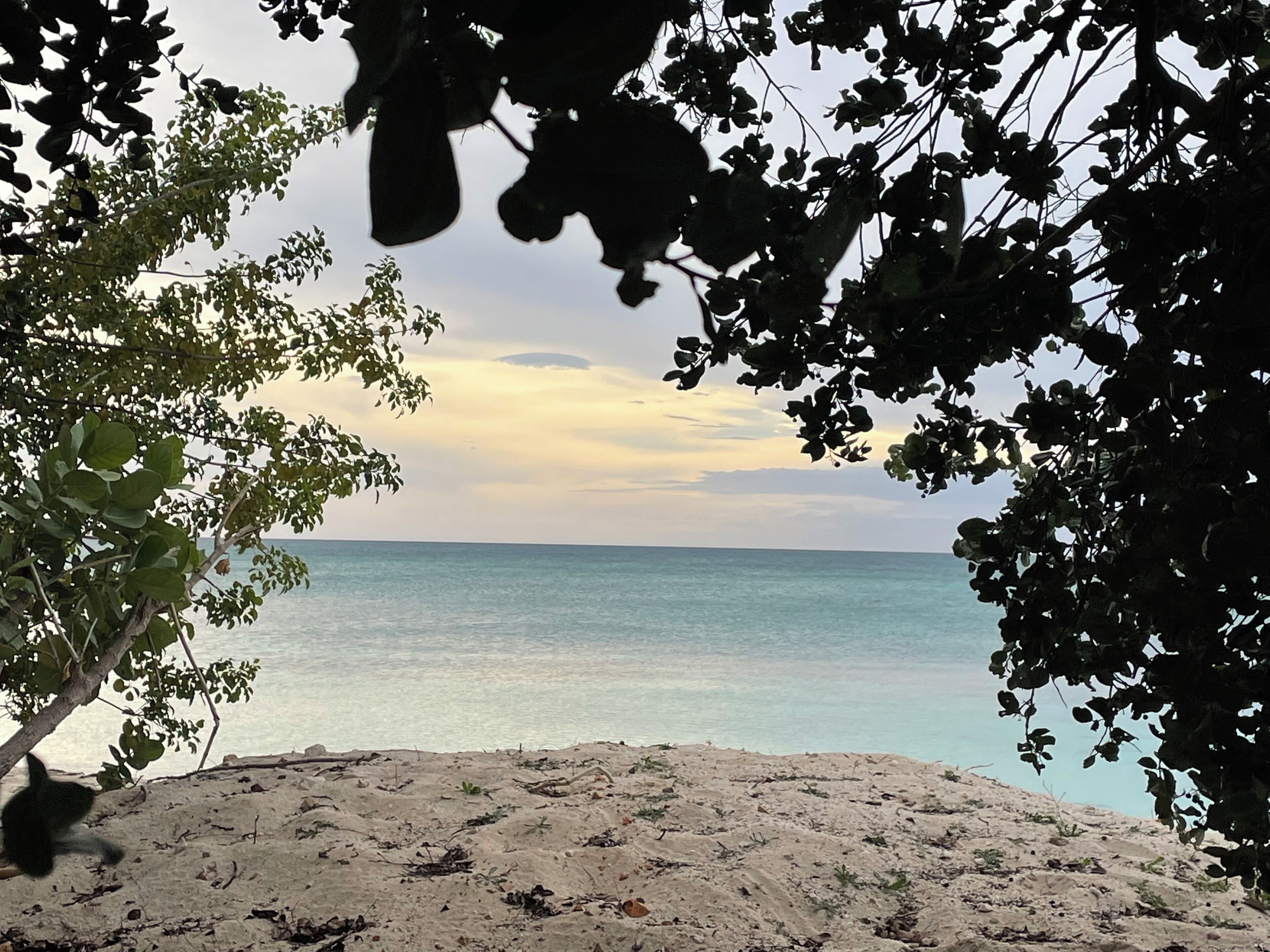 A beach with a view of the sea, surrounded by trees.