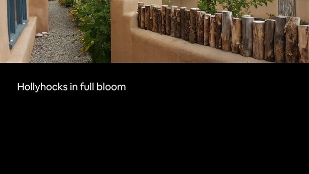 Un jardí amb malves en plena floració, una tanca de fusta i un edifici amb façana beig.