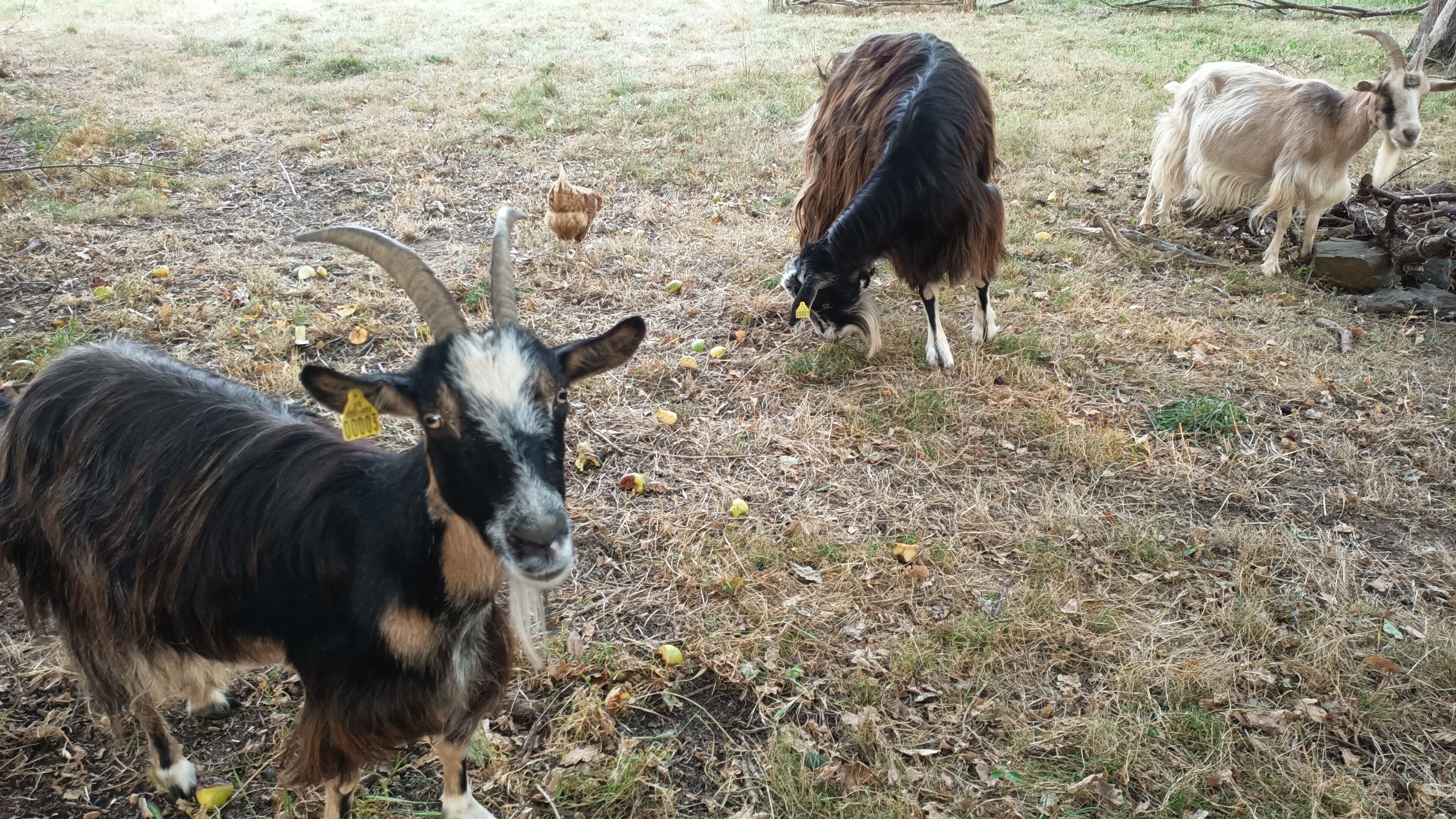 A goat with a yellow tag standing in a grassy area with other goats.
