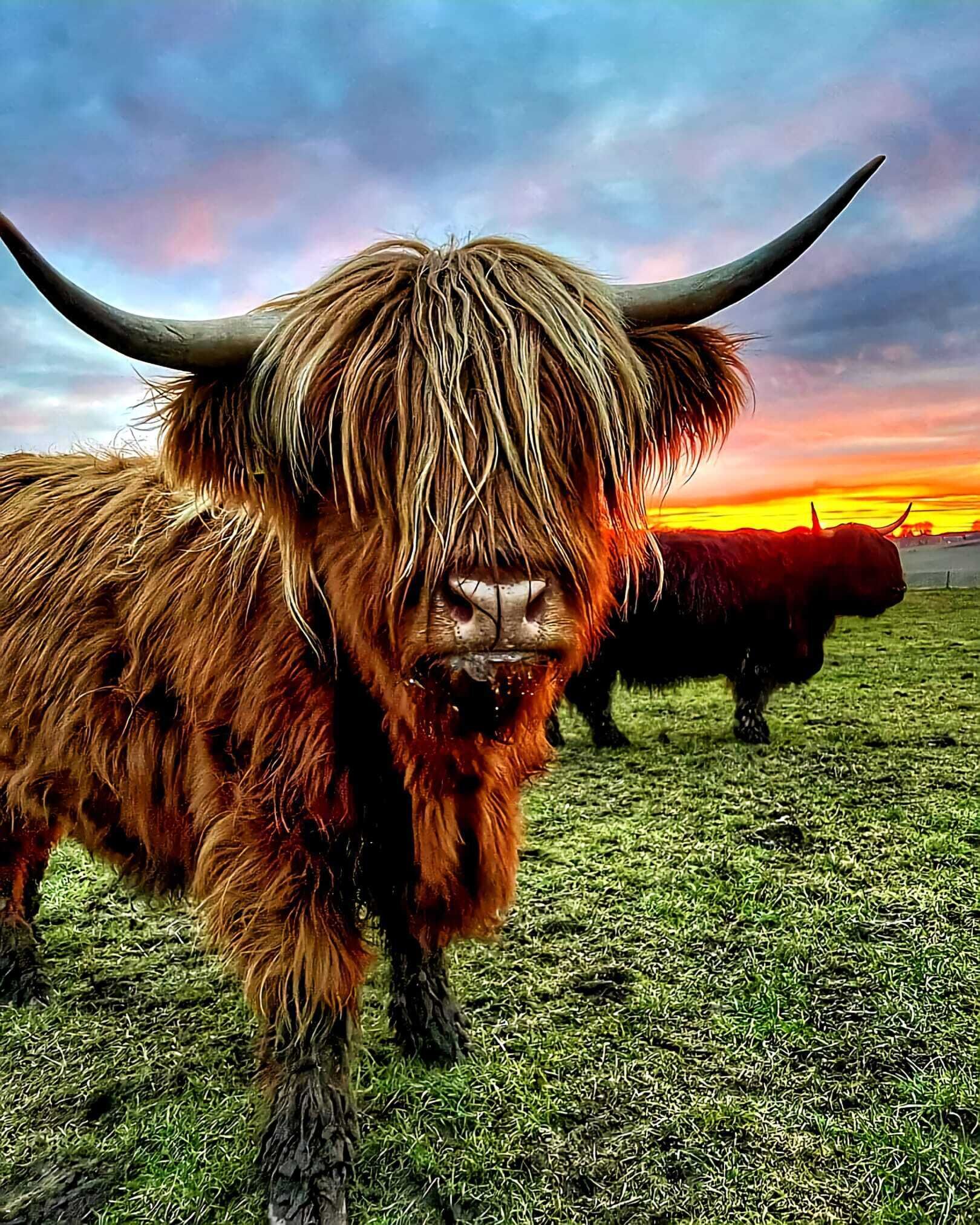 A highland cow with long hair and horns in a grassy field during sunset.