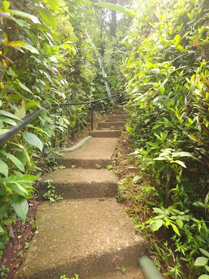 Un escalier en béton, entouré d’une végétation luxuriante, qui monte vers le haut.