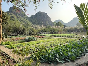 Garden view