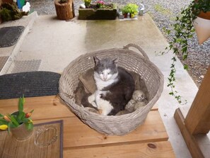 Animaux de compagnie acceptés