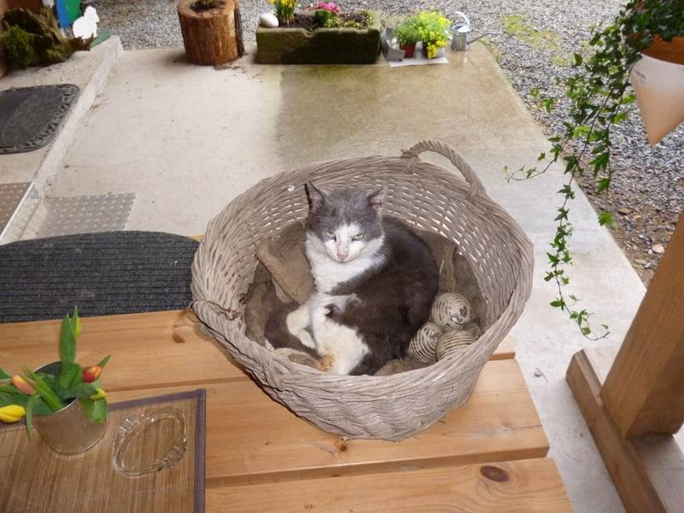A cat in a woven basket on a wooden table.