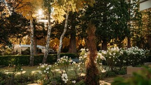 A garden with a wooden bench, trees, and white flowers.