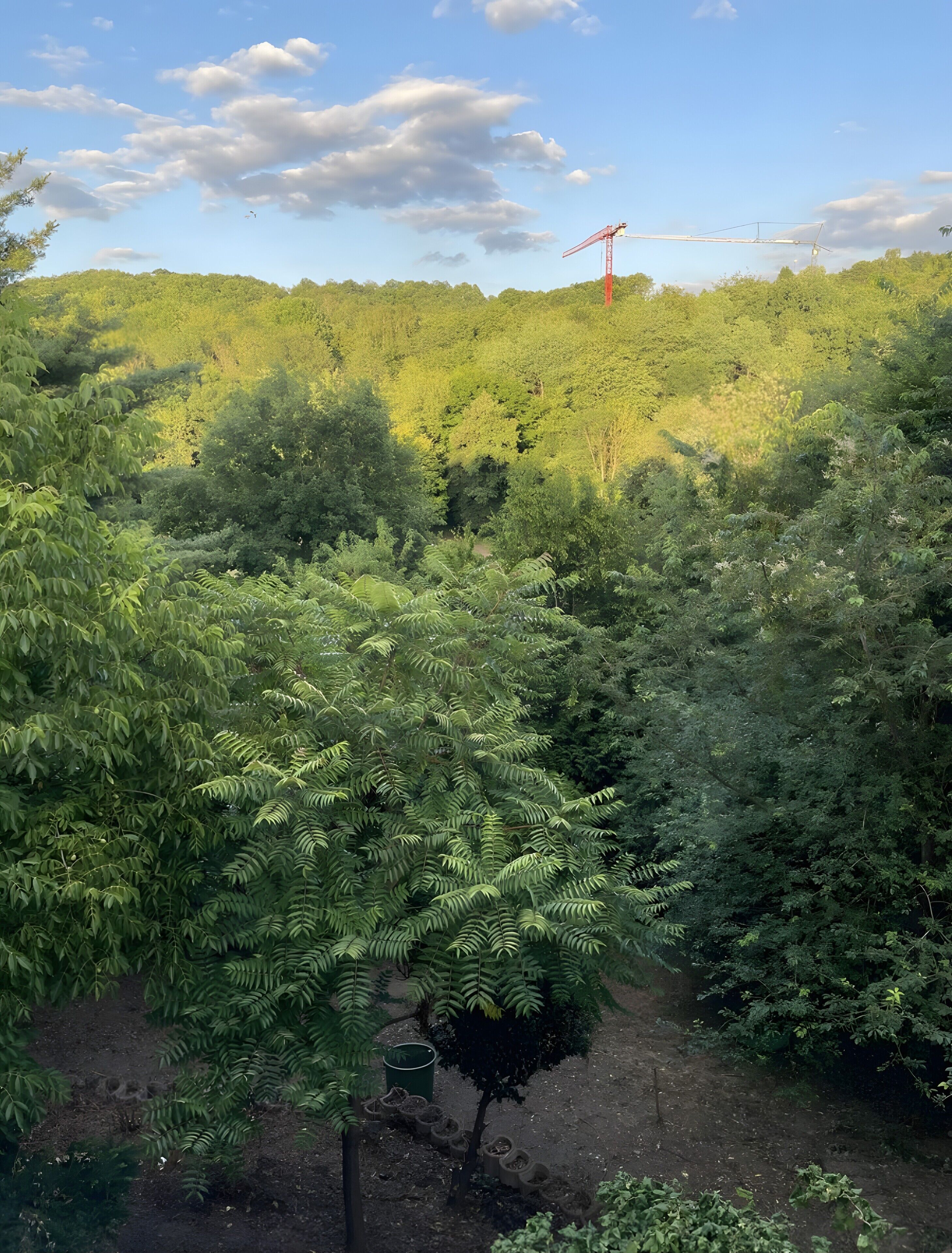 Ein bewaldetes Gebiet mit dichtem Grün und einem roten Kränturm in der Ferne.