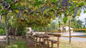 A covered picnic area with benches and tables, surrounded by grapevines. - Lavanda Apartment with Shared Pool and Garden (Rosignano Marittimo)