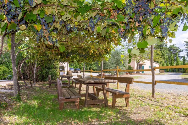 A covered picnic area with benches and tables, surrounded by grapevines.