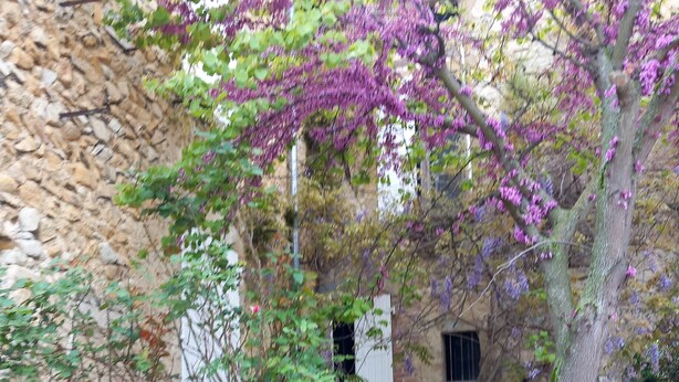 Un edificio de piedra con un árbol en primer plano.