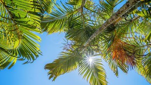 Bladeren van palmbomen voor een helderblauwe lucht.