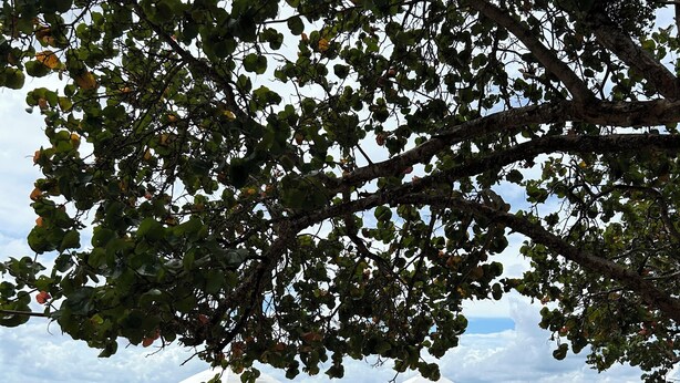 Une plage avec des transats et des parasols, une vue dégagée sur la mer et un arbre qui la surplombe.