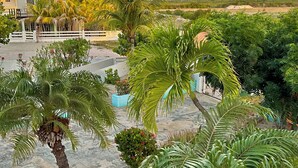 Ein angelegter Garten mit Palmen, einem weißen Zaun und einem Gebäude im Hintergrund.