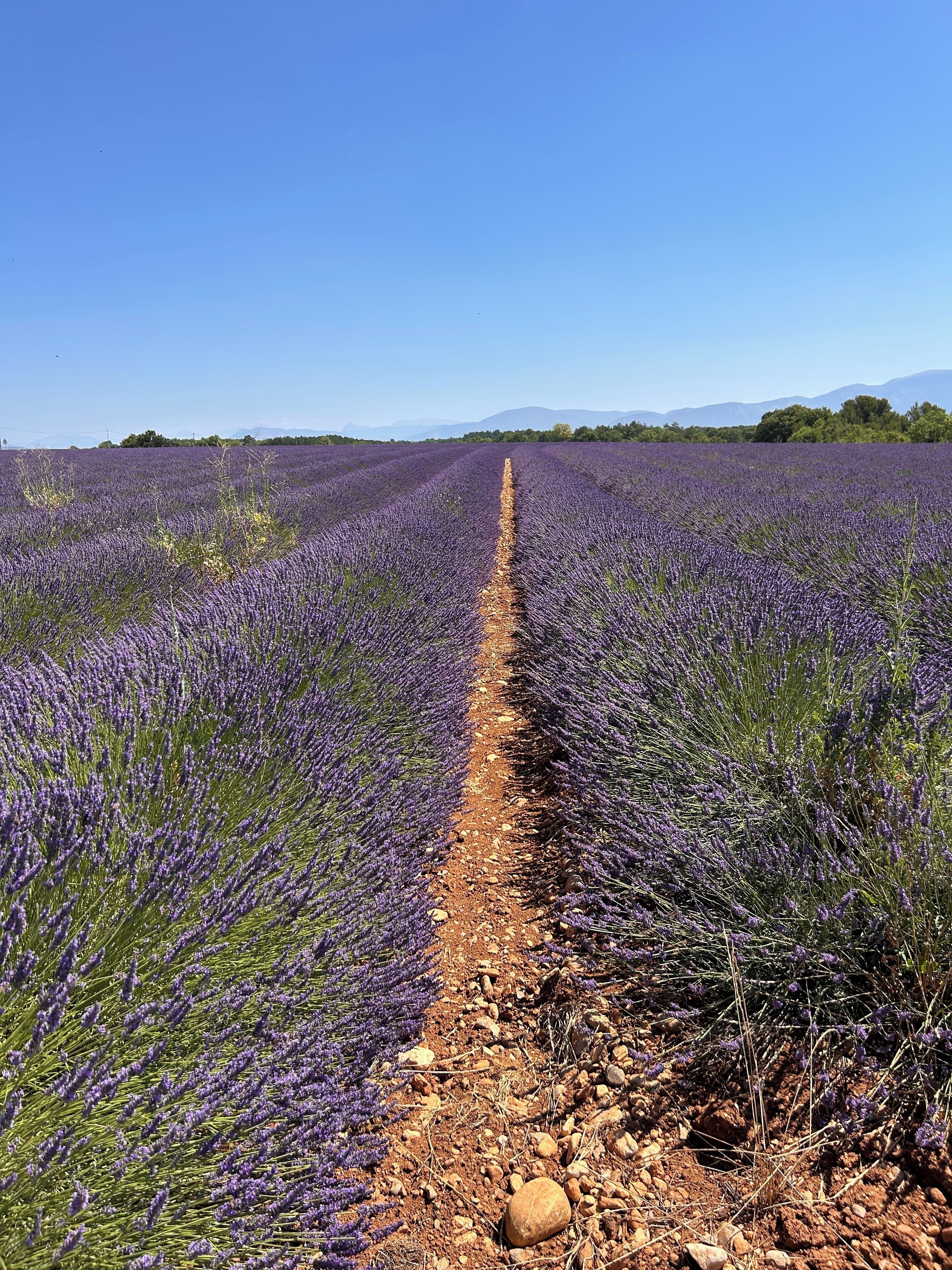 Un campo de lavanda con un sendero de tierra que lo atraviesa.