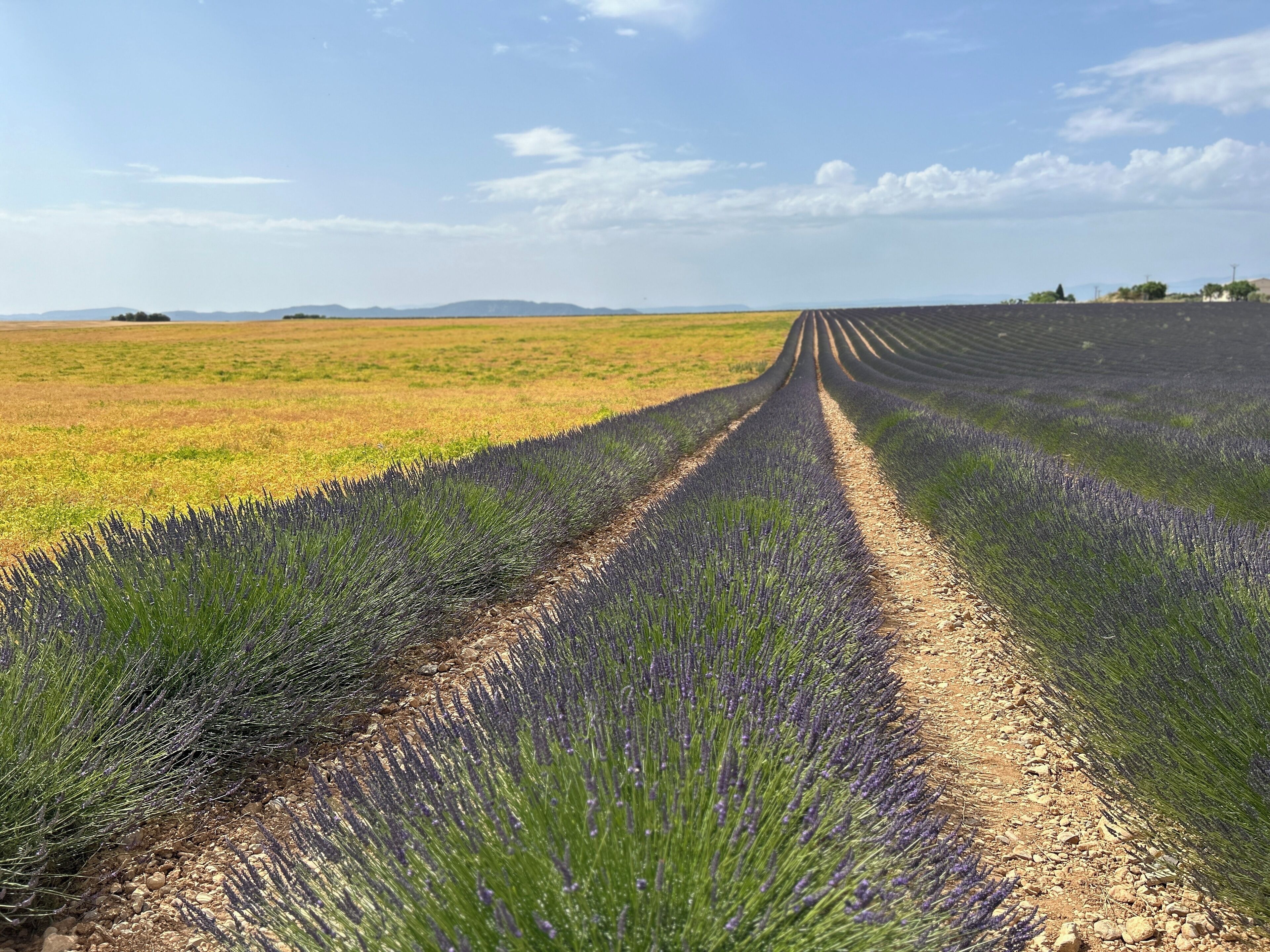 A straight path through a lavender field with a clear sky.