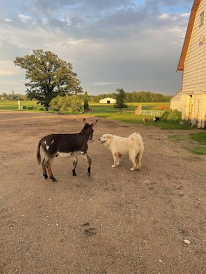 Miscellaneous - Yahweh Horse Retreat (Long Prairie)