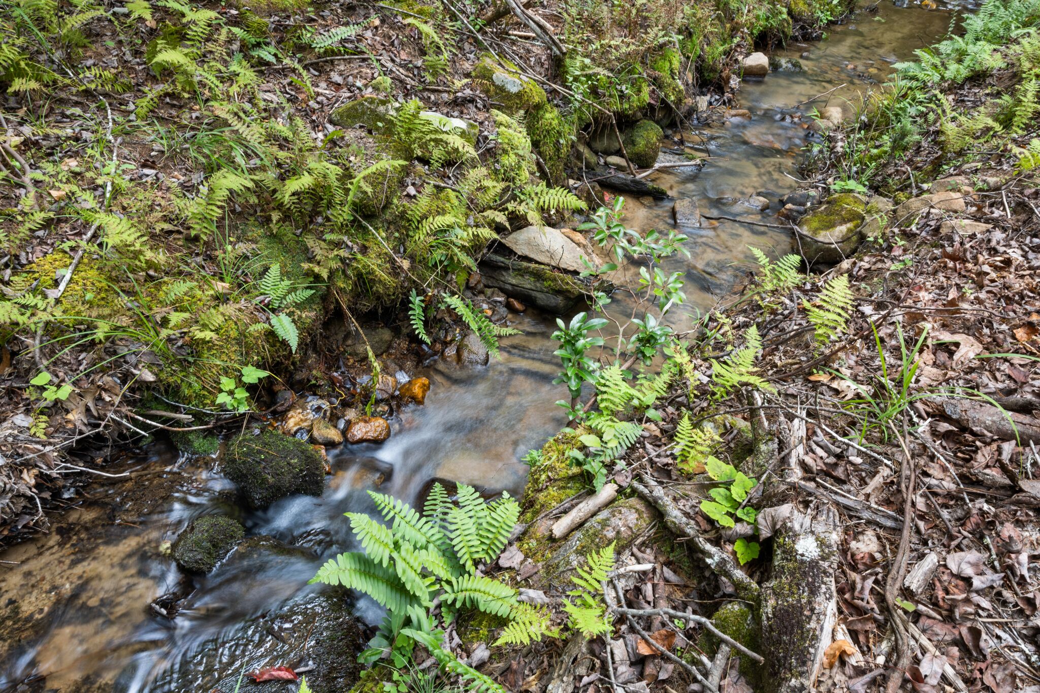 A stream flowing through a forested area with rocks and ferns.