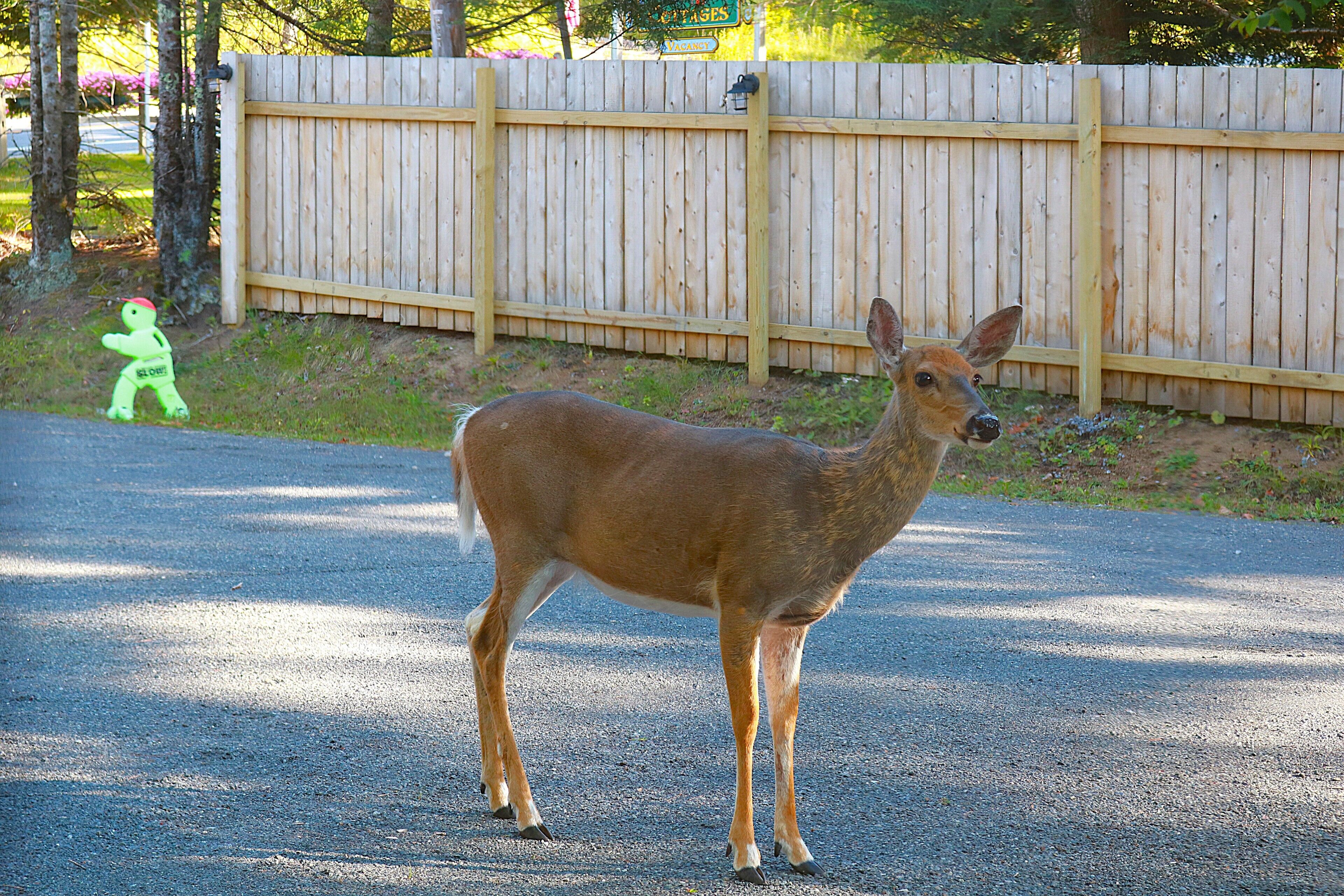 A deer standing on a paved surface with a wooden fence in the background.