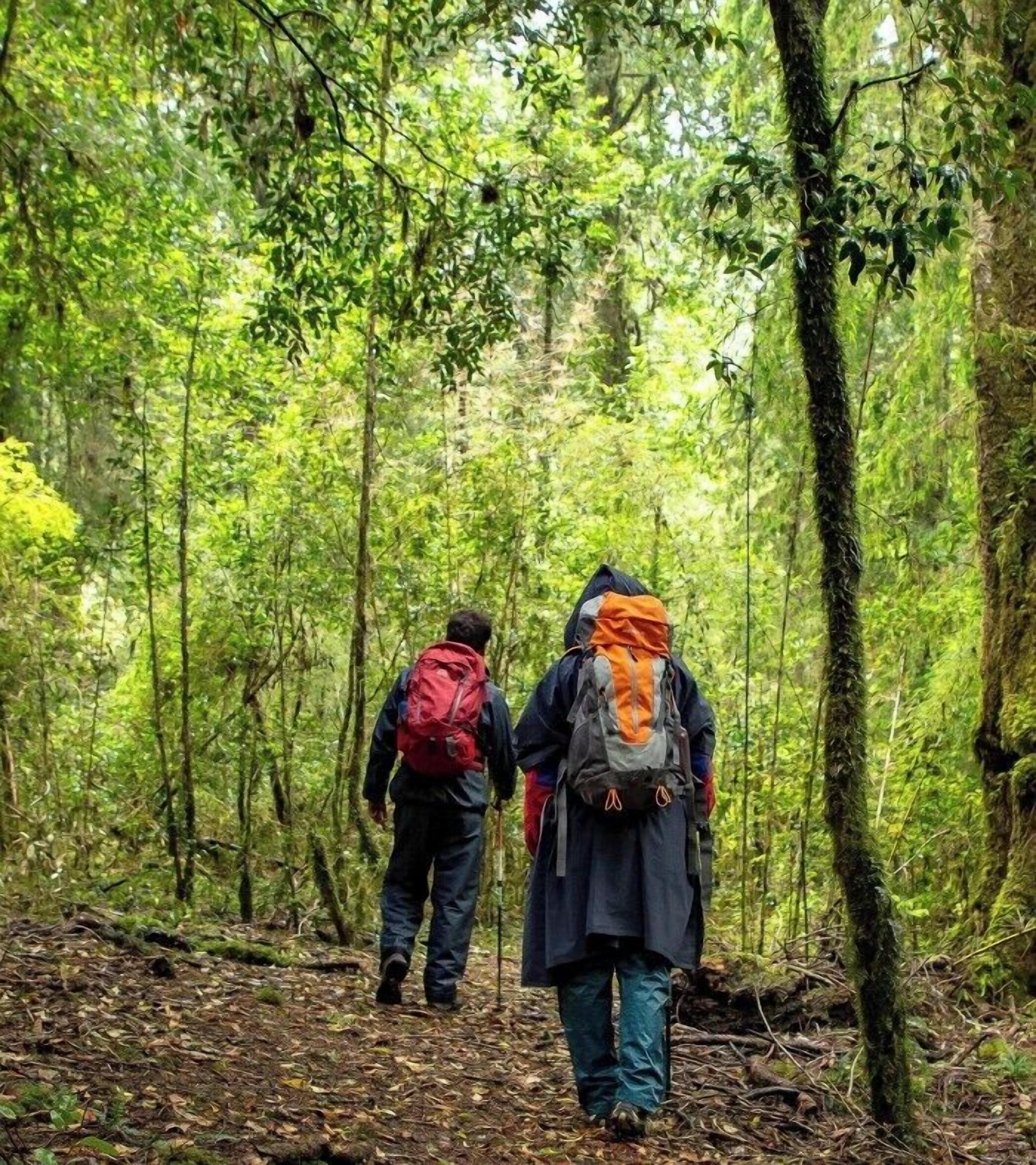 Due escursionisti che camminano in una fitta foresta, tra alberi alti e un terreno ricoperto di foglie.