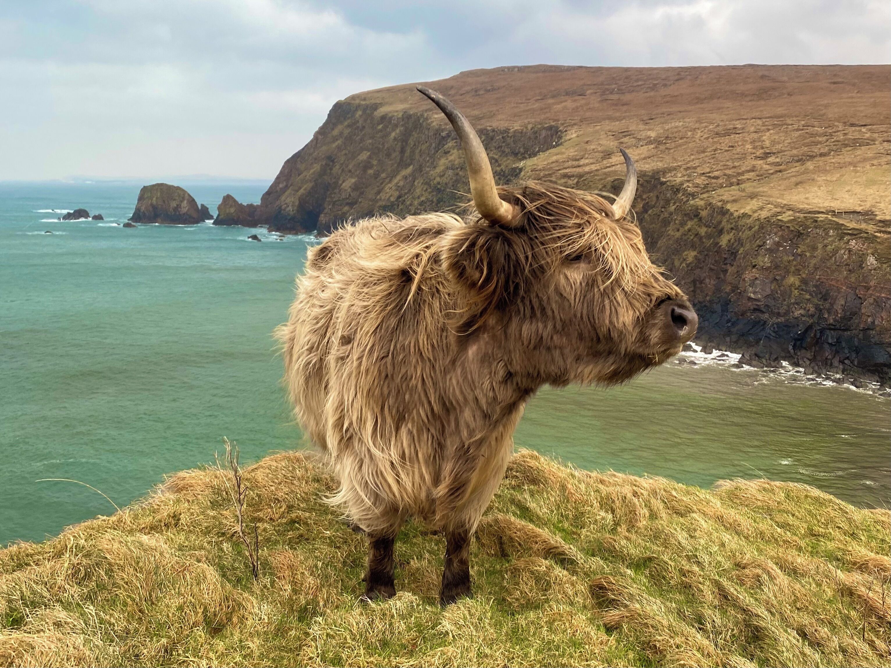 A yak standing on a grassy cliff overlooking a coastal landscape with rocky cliffs and the sea.
