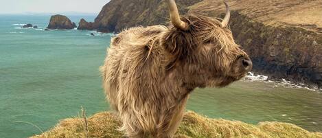 A yak standing on a grassy cliff overlooking a coastal landscape with rocky cliffs and the sea.