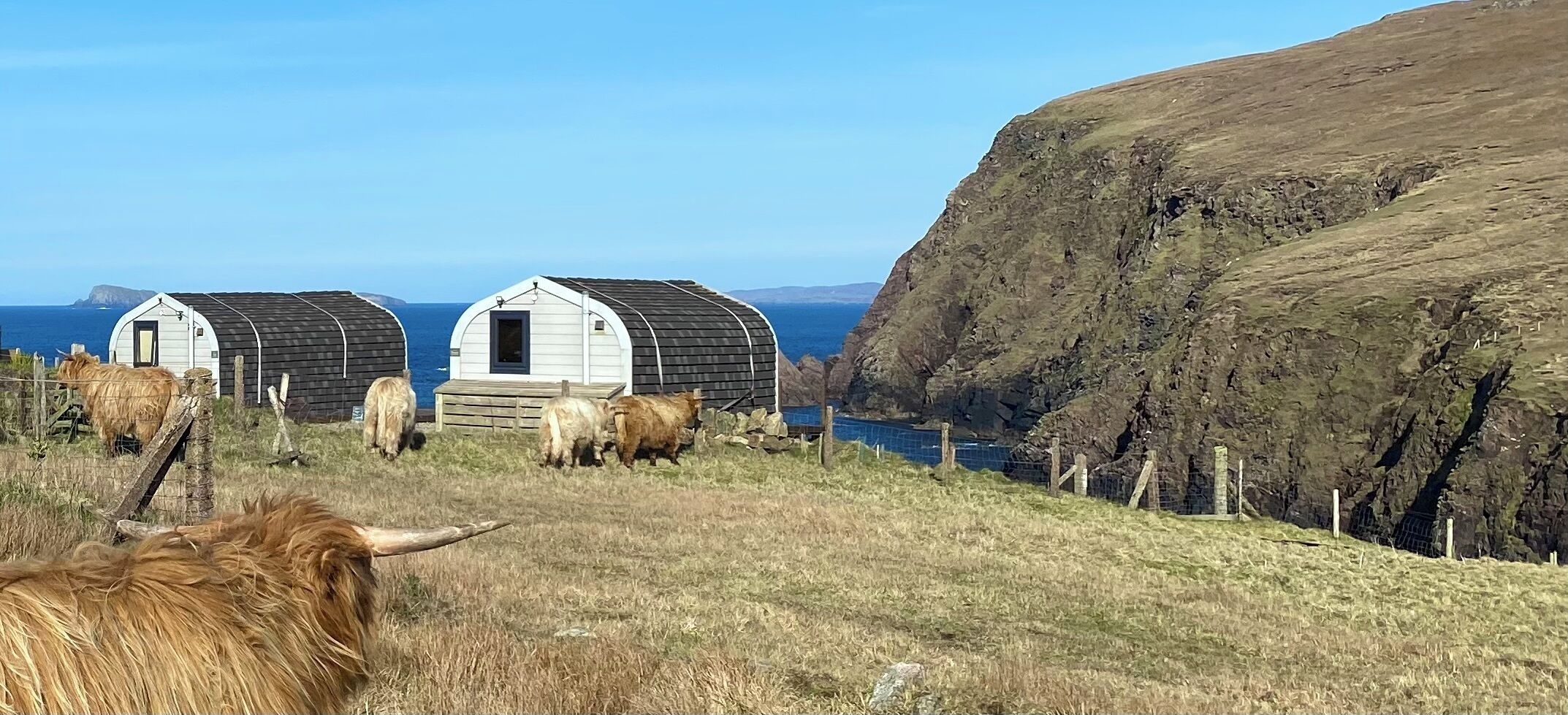 A coastal landscape with three rustic cabins and grazing cattle.