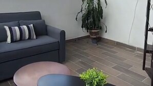 Un salon moderne avec un canapé gris, une petite table ronde et une plante en pot.