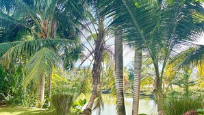 Un exuberante jardín con palmeras y un estanque.