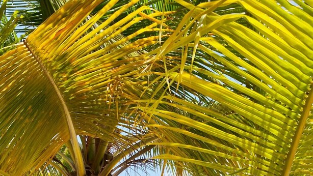 A beach with palm trees and blue umbrellas. - Bow Green Villa in Redezvous Bay Steps From Rendezvous Beach (West End)