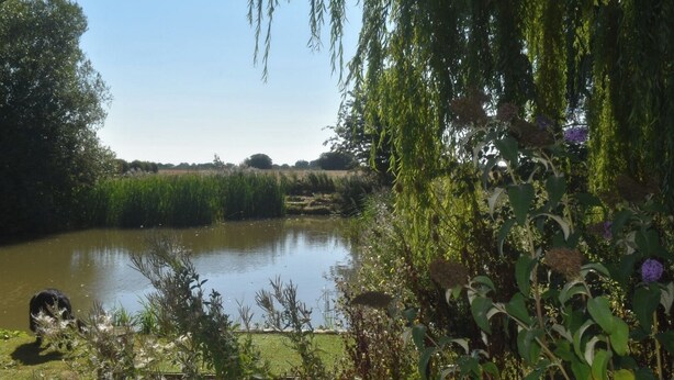 Un étang entouré d’une végétation luxuriante et d’arbres.