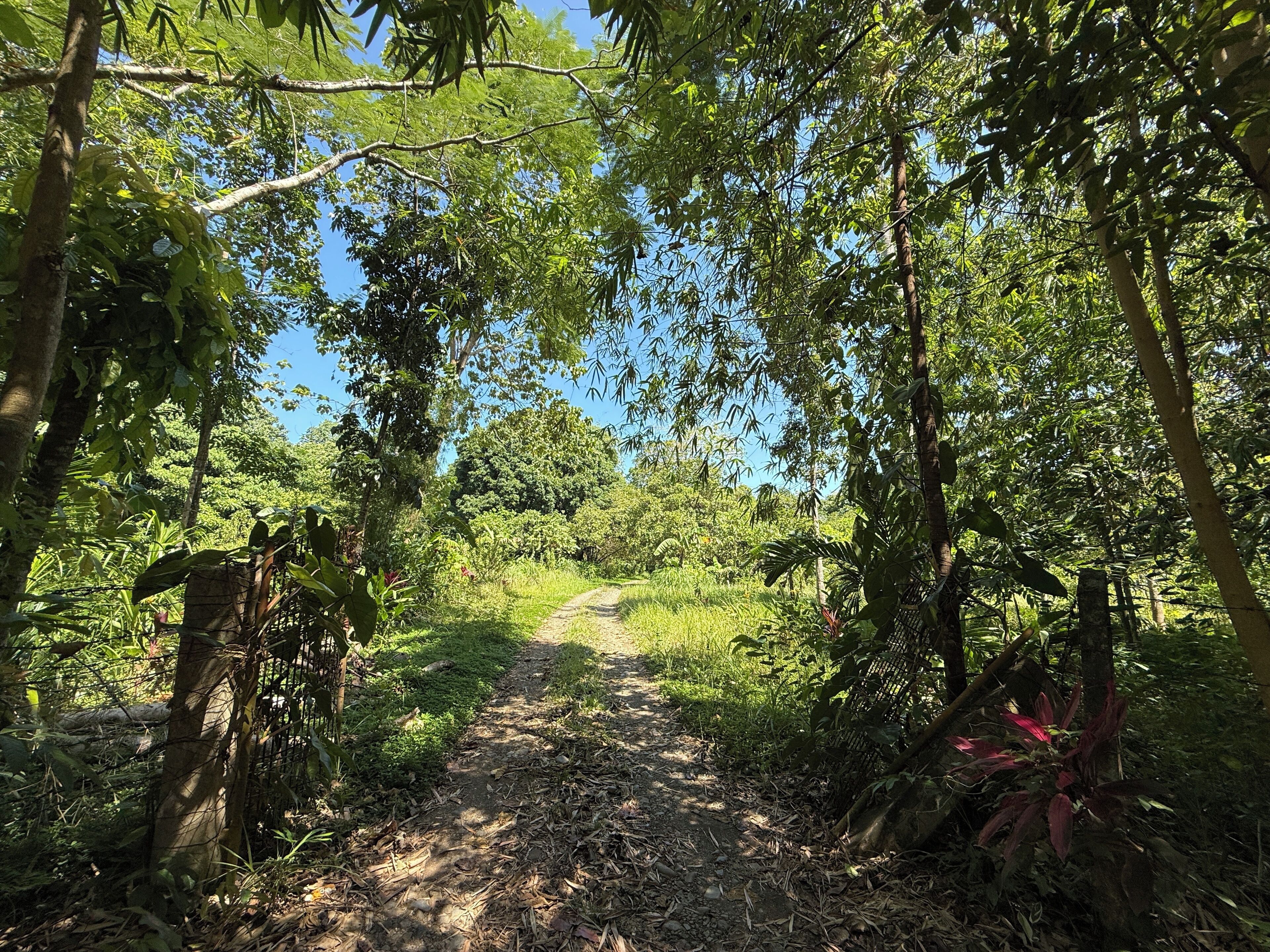 A dirt path surrounded by dense green foliage and trees.