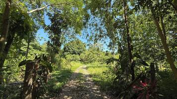 A dirt path surrounded by dense green foliage and trees.
