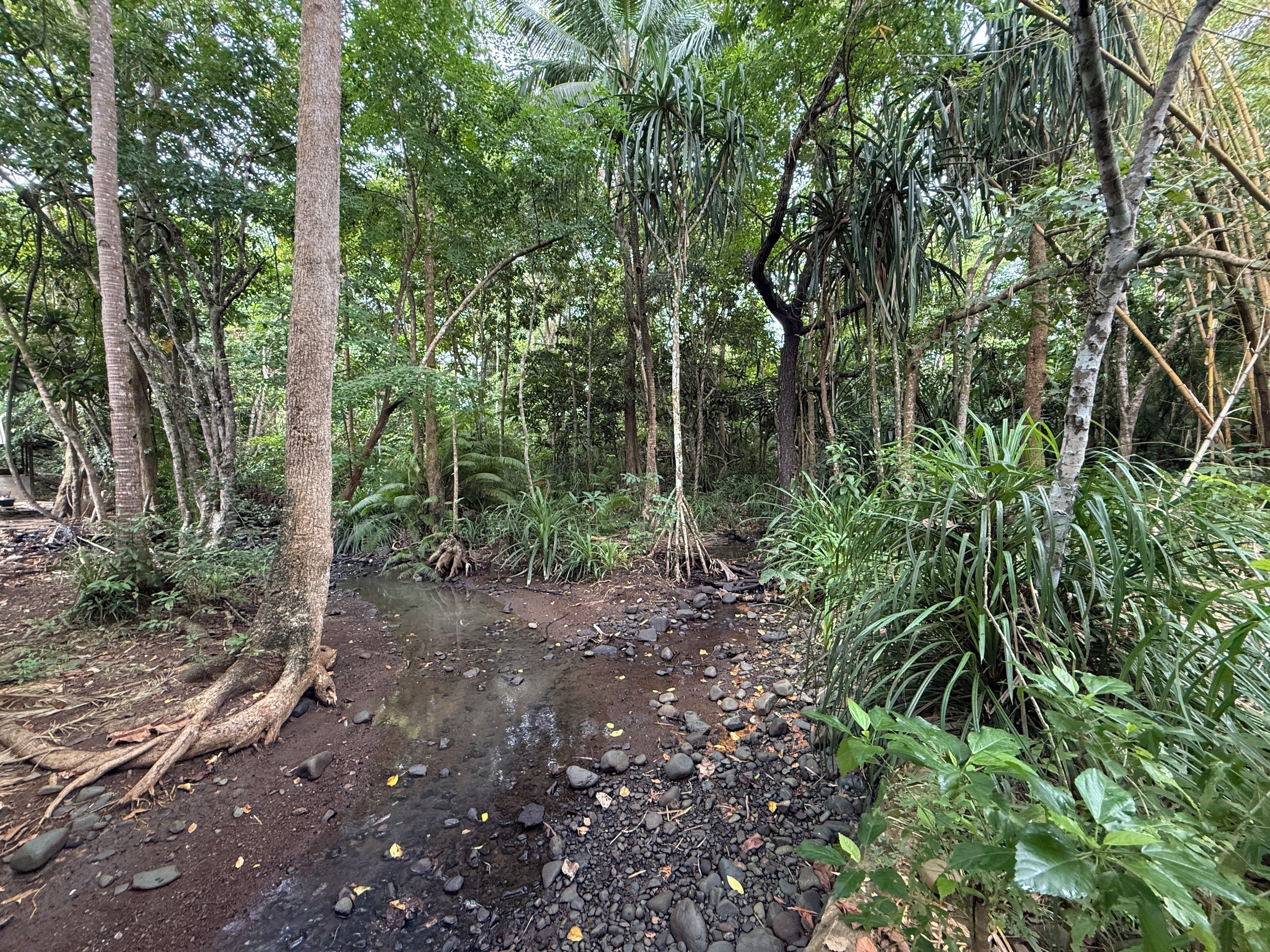 Une zone boisée traversée par un ruisseau, entourée d’une végétation et d’arbres denses.