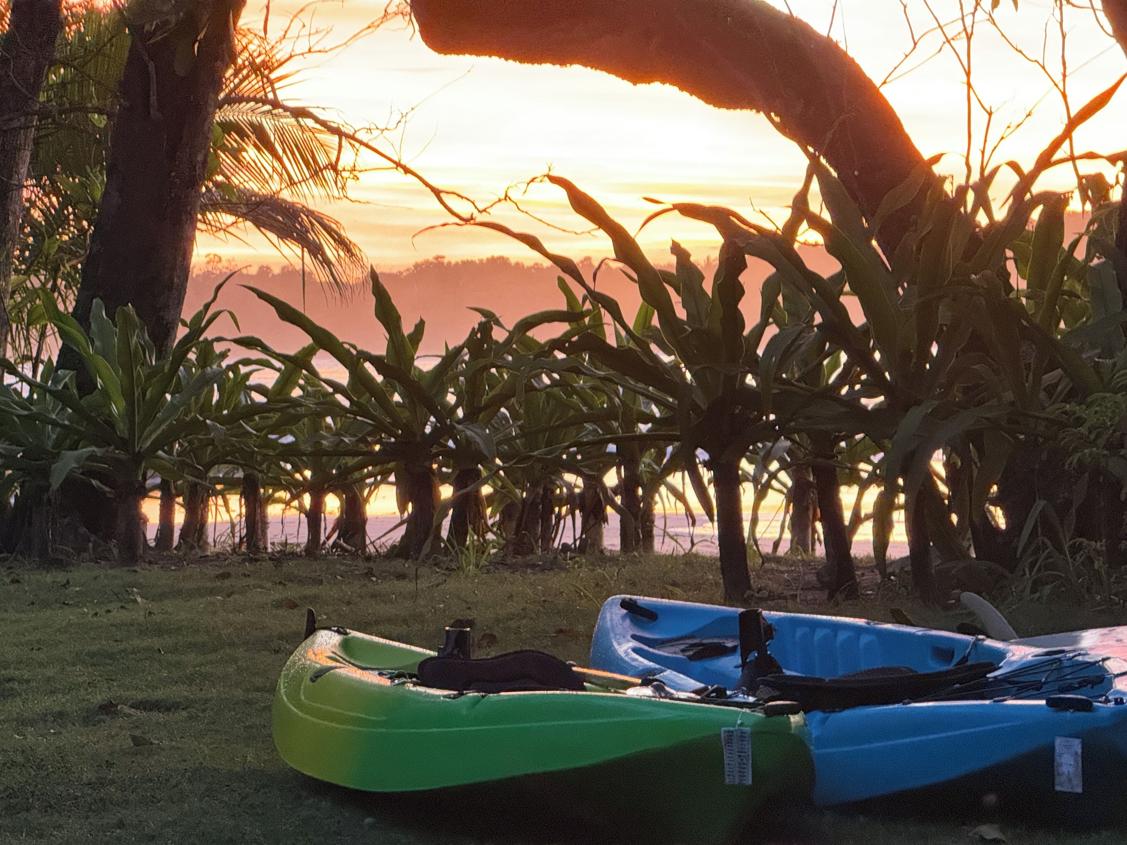 Two kayaks on a grassy area with palm trees and a sunset in the background.