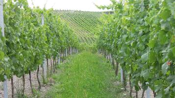 Ein Weinberg mit Rebenzeilen.