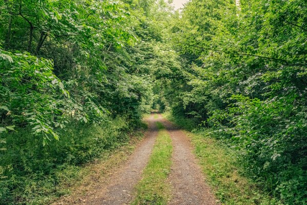 A narrow, unpaved path surrounded by dense green foliage. - Idyllic Countryside Cottage in Worcestershire (Birlingham)