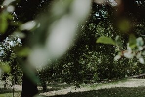 Ein von einer Hecke umschlossener Bereich mit dichtem Grün und einem Baum im Vordergrund.
