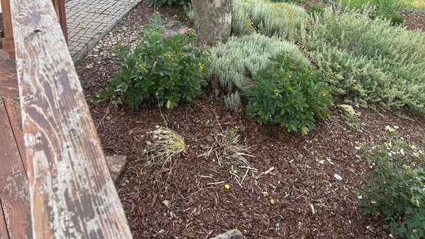 Un jardín con una terraza de madera, un árbol y varios arbustos.