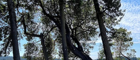 Une table de pique-nique en bois, située dans un parc avec des arbres et un lac en arrière-plan.