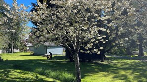 A tree with white blossoms in a grassy area with a house in the background. - Two Cottage units (duplex) on Waterfront Property with Beach Access - Sleeps 4 (Sooke)