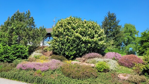 A landscaped garden with various shrubs and trees, a white building with a blue roof, and a clear blue sky. - Vacation home Schmidt with Nicole and Frank (Oberzent)